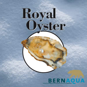 Royal Oyster