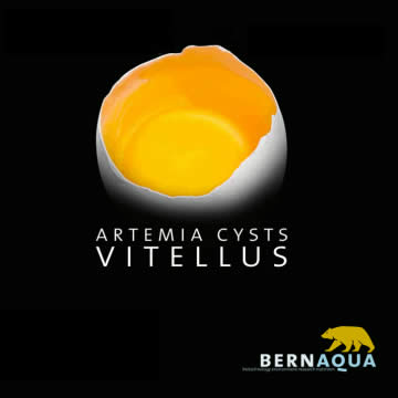 Vitellus